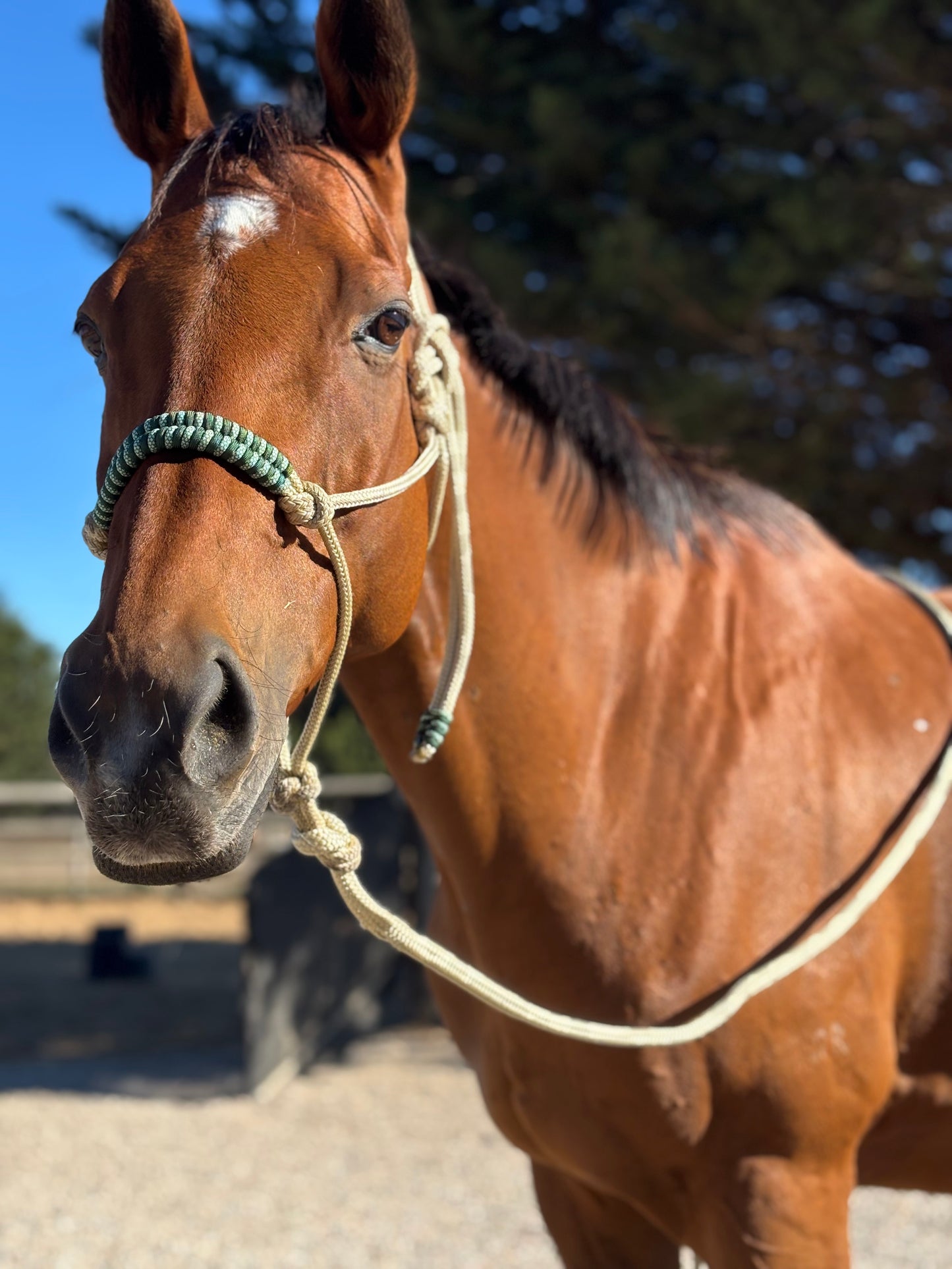 The Fishtail Braided Rope Halter Contrast