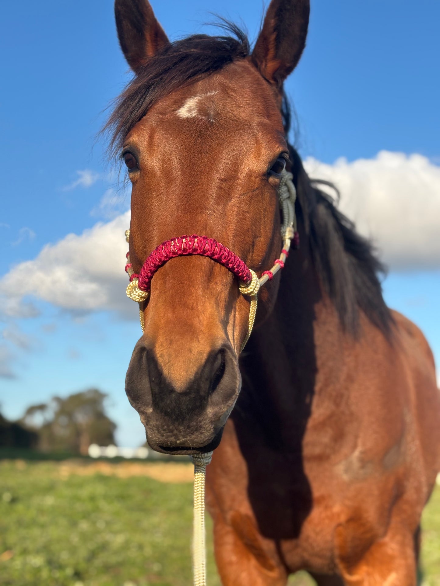 The Classic Deluxe Rope Halter Simple