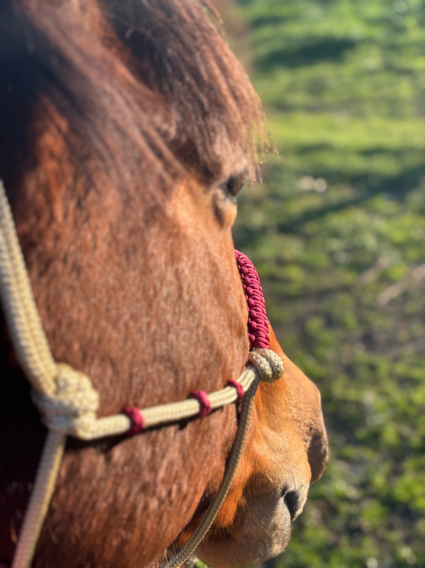 The Classic Deluxe Rope Halter Simple