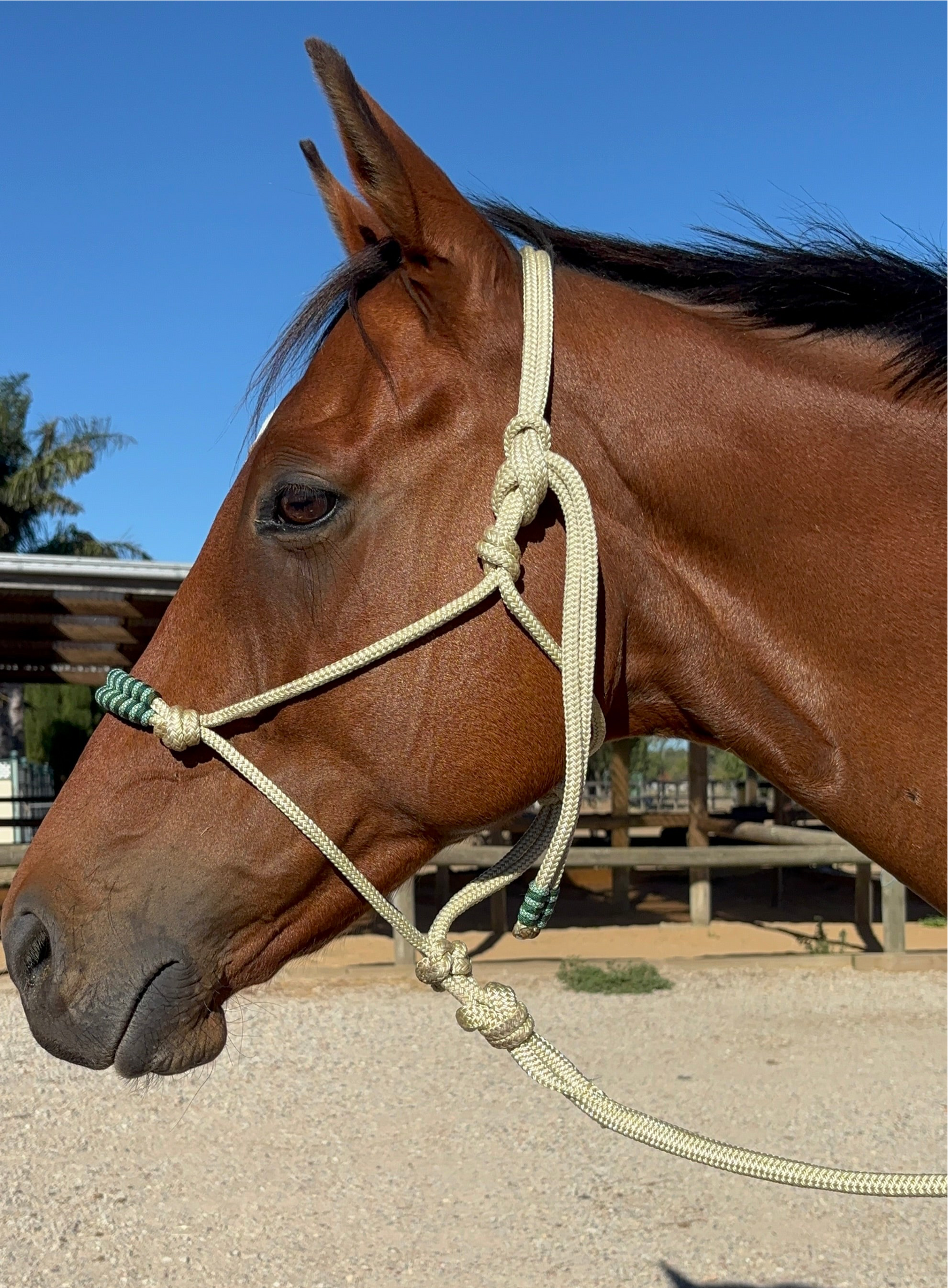 Clippless Lead Ropes