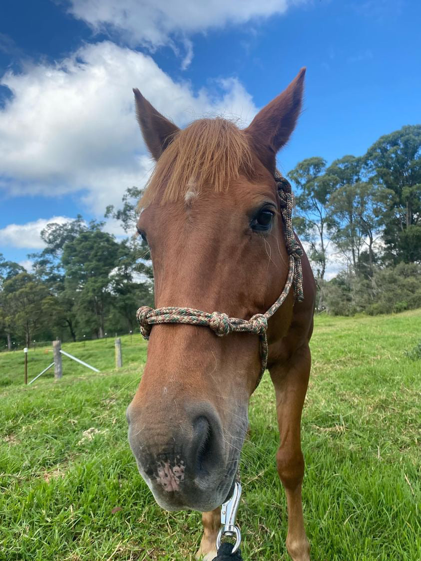 4 KNOT NOSEBAND rope halter (custom)